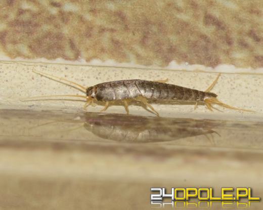 Rybiki cukrowe w łazience. Czy trzeba się ich obawiać?