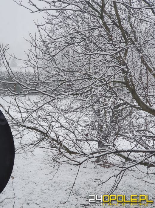 Spadł pierwszy śnieg. Opolanie...ulepili bałwany!