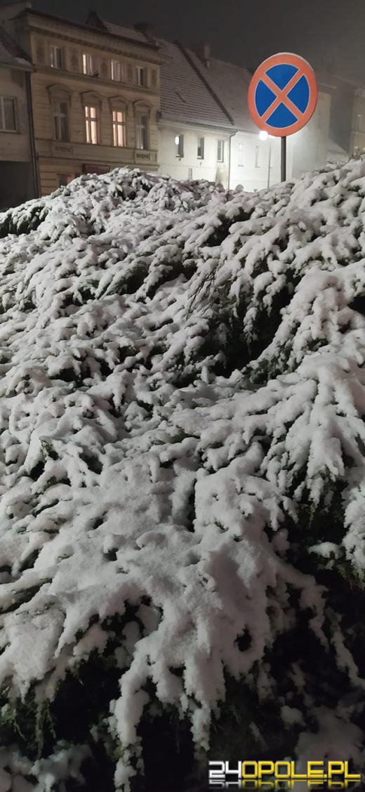 Spadł pierwszy śnieg. Opolanie...ulepili bałwany!