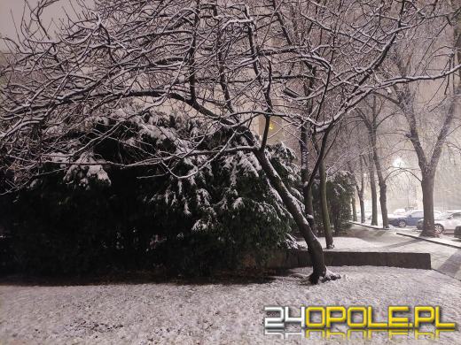 Spadł pierwszy śnieg. Opolanie...ulepili bałwany!