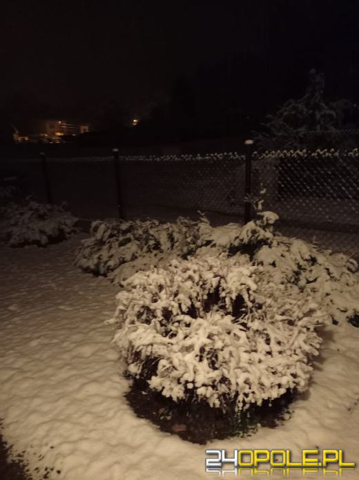 Spadł pierwszy śnieg. Opolanie...ulepili bałwany!