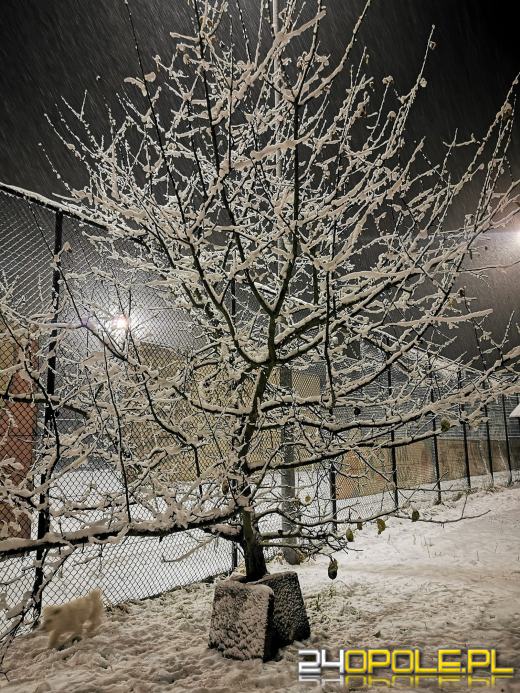 Spadł pierwszy śnieg. Opolanie...ulepili bałwany!