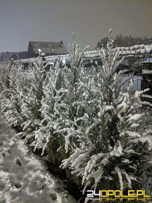 Spadł pierwszy śnieg. Opolanie...ulepili bałwany!