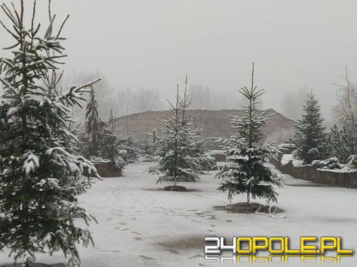 Spadł pierwszy śnieg. Opolanie...ulepili bałwany!