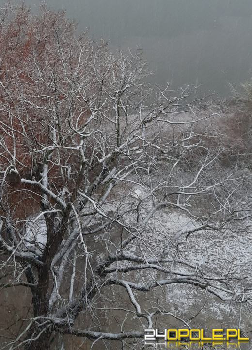 Spadł pierwszy śnieg. Opolanie...ulepili bałwany!
