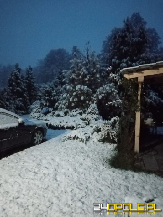 Spadł pierwszy śnieg. Opolanie...ulepili bałwany!