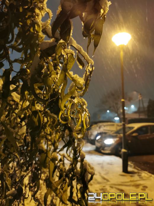Spadł pierwszy śnieg. Opolanie...ulepili bałwany!