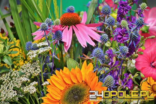 Tych kwiatów nie będziesz musiał wykopywać na zimę. Sprawdź!