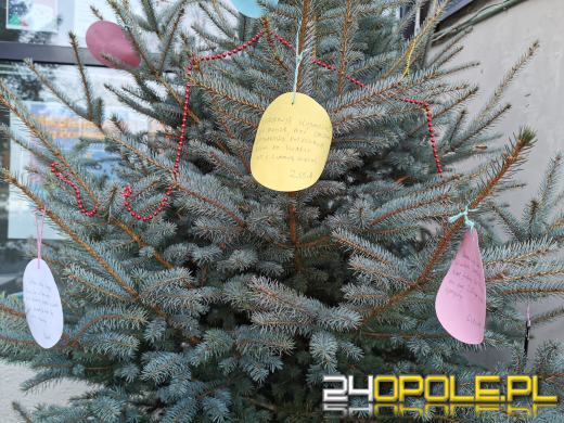 "Choinka życzeń" ponownie pod Talentownią