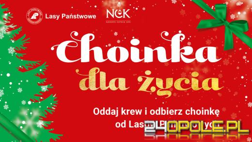 To już czas na świąteczną choinkę. Można ją dostać za darmo 