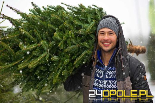 Ostatni moment na kupno choinki. Wybrać jodłę czy świerk?