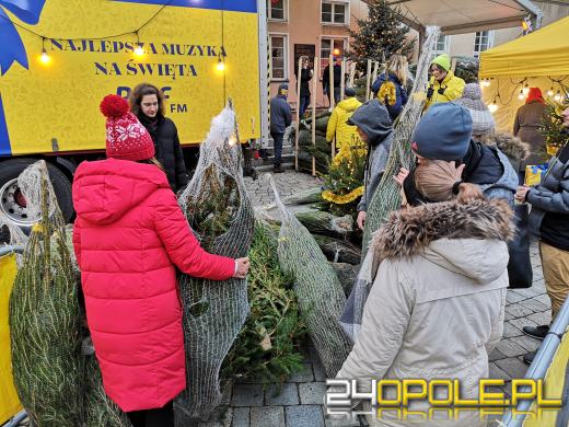 RMF rozdało ponad 1000 choinek