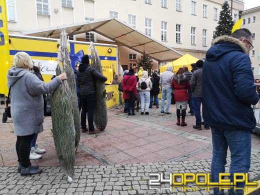 RMF rozdało ponad 1000 choinek
