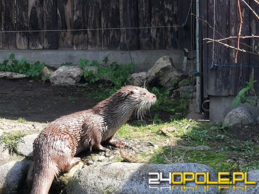 Kolejna podwyżka biletów do opolskiego ZOO