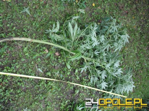 Zatrzymany za uprawę marihuany oraz posiadanie narkotyków