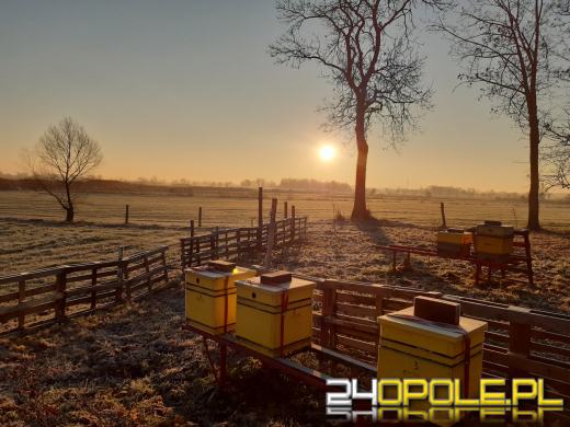 Tysiące pszczół zginęło. Ktoś "przewietrzył" ule w pasiece w powiecie brzeskim