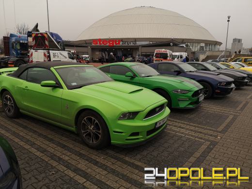 30 mustangów na 30-lecie. Moto Orkiestra "gra" pod Stegu Arena