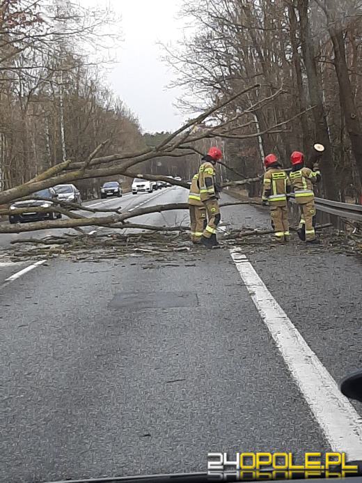 Kilkaset interwencji związanych z silnym wiatrem. Jest niebezpiecznie