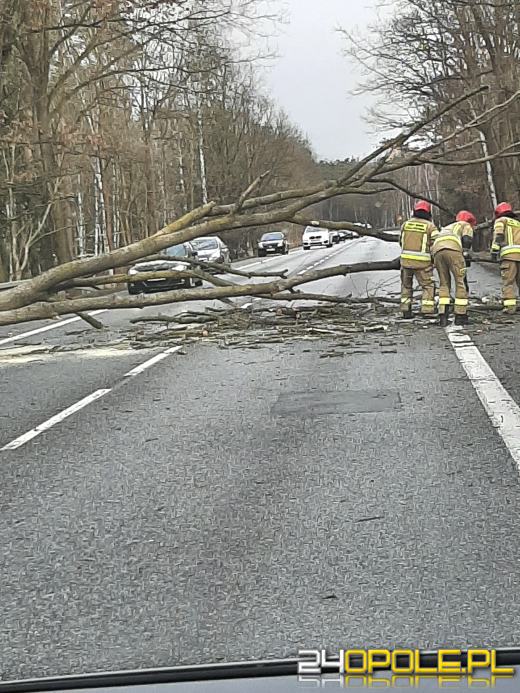 Kilkaset interwencji związanych z silnym wiatrem. Jest niebezpiecznie