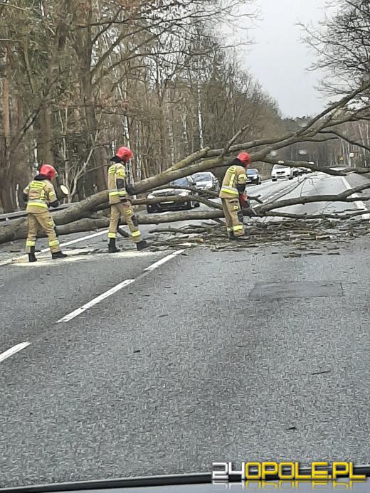Kilkaset interwencji związanych z silnym wiatrem. Jest niebezpiecznie
