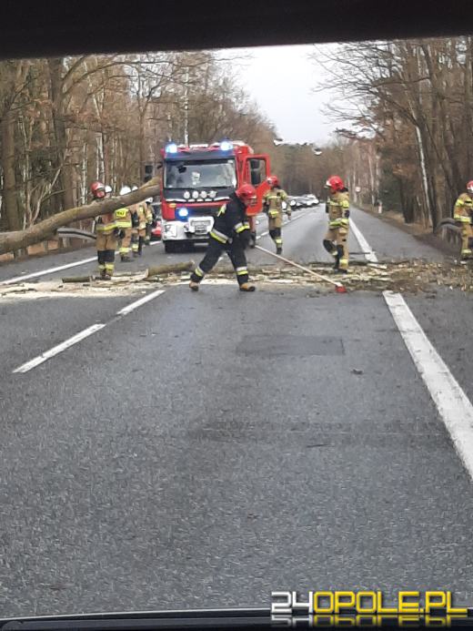 Kilkaset interwencji związanych z silnym wiatrem. Jest niebezpiecznie