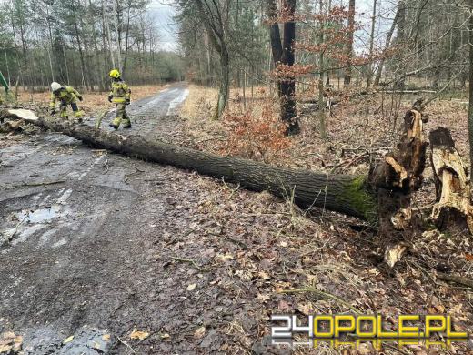 Kilkaset interwencji związanych z silnym wiatrem. Jest niebezpiecznie