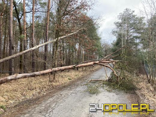 Strażacy podsumowali działania związane z silnym wiatrem na Opolszczyźnie