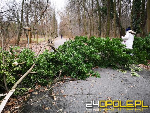 Wczorajsza wichura nie oszczędziła Wyspy Bolko. W parku mnóstwo połamanych drzew