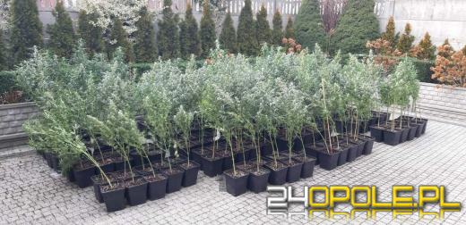 Zlikwidowana plantacja marihuany