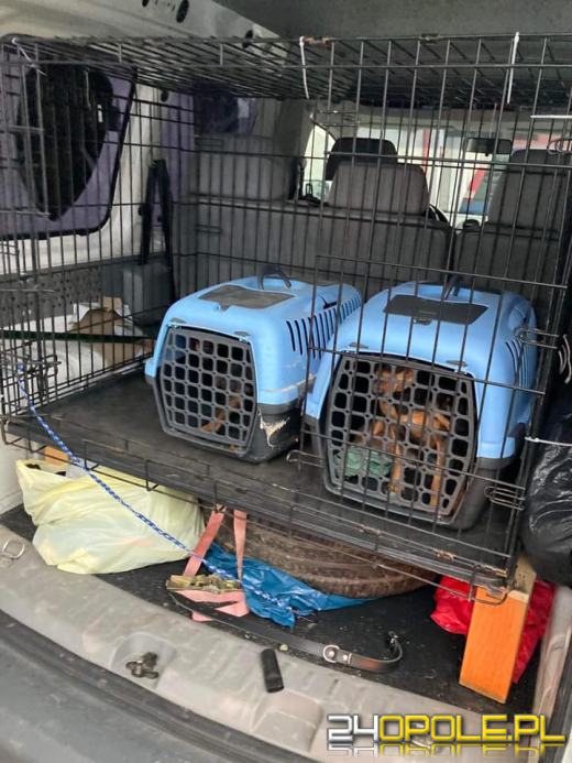 80-latka mieszkała w pokoju z 12 psami. Nie wyprowadzała ich na spacery...