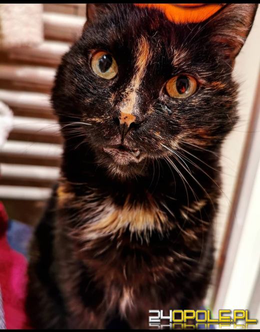 Dziś dzień kota. Czytelnicy pokazują swoich wąsatych pupilów