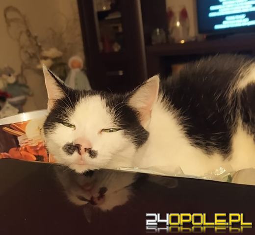 Dziś dzień kota. Czytelnicy pokazują swoich wąsatych pupilów