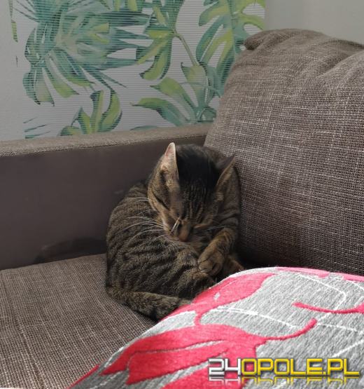 Dziś dzień kota. Czytelnicy pokazują swoich wąsatych pupilów