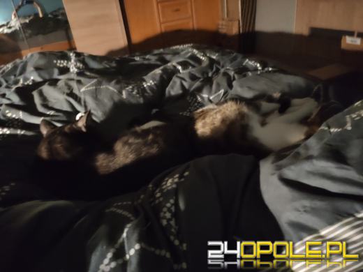 Dziś dzień kota. Czytelnicy pokazują swoich wąsatych pupilów