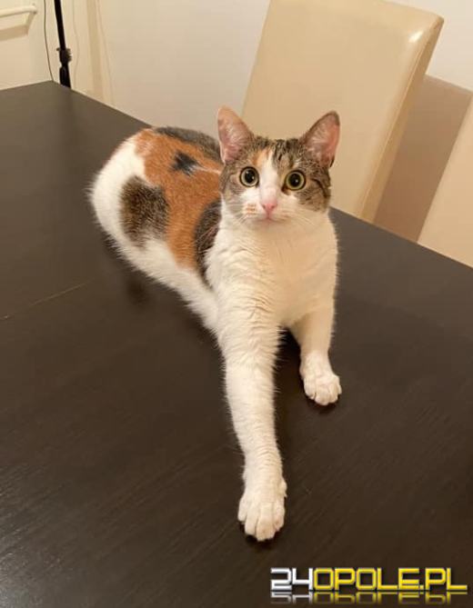 Dziś dzień kota. Czytelnicy pokazują swoich wąsatych pupilów