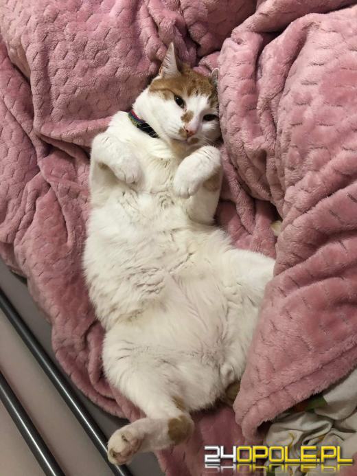 Dziś dzień kota. Czytelnicy pokazują swoich wąsatych pupilów