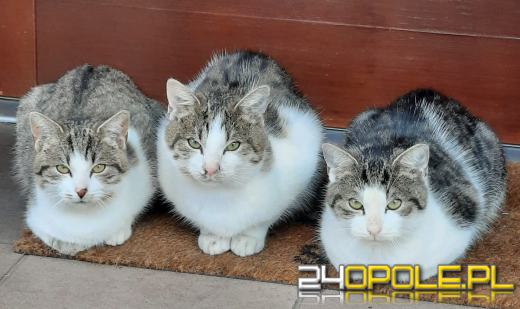 Dziś dzień kota. Czytelnicy pokazują swoich wąsatych pupilów