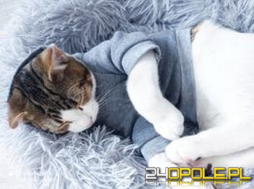 Dziś dzień kota. Czytelnicy pokazują swoich wąsatych pupilów