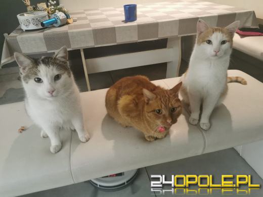 Dziś dzień kota. Czytelnicy pokazują swoich wąsatych pupilów