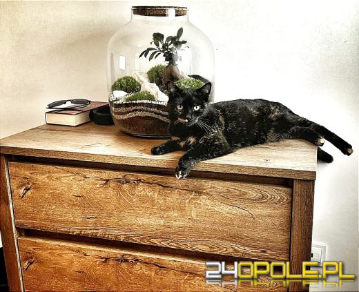 Dziś dzień kota. Czytelnicy pokazują swoich wąsatych pupilów