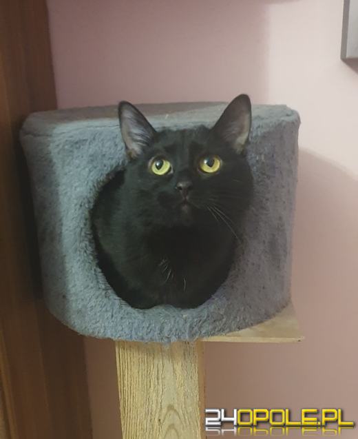 Dziś dzień kota. Czytelnicy pokazują swoich wąsatych pupilów