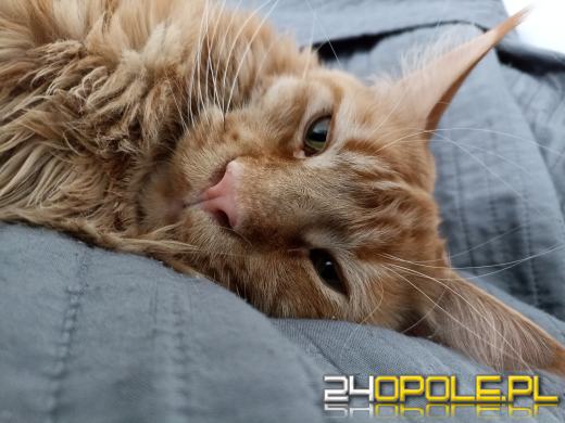 Dziś dzień kota. Czytelnicy pokazują swoich wąsatych pupilów