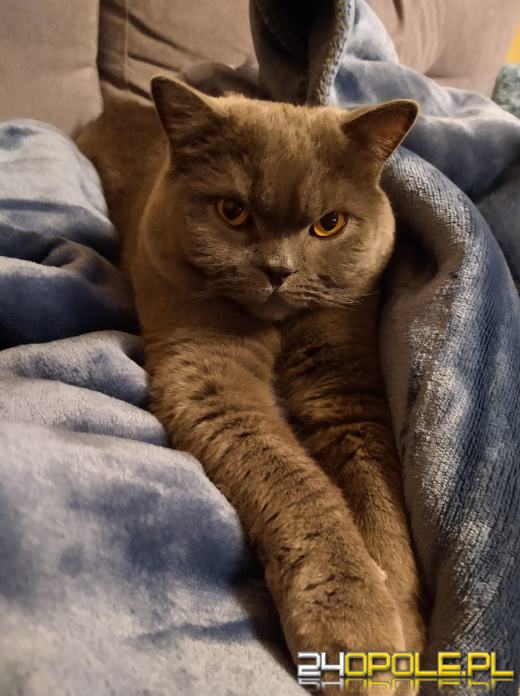 Dziś dzień kota. Czytelnicy pokazują swoich wąsatych pupilów