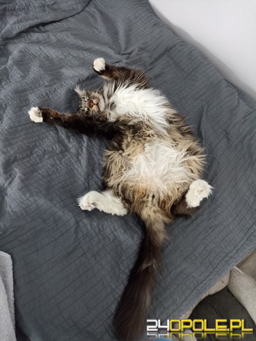 Dziś dzień kota. Czytelnicy pokazują swoich wąsatych pupilów