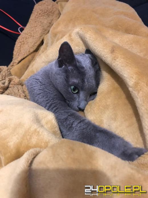 Dziś dzień kota. Czytelnicy pokazują swoich wąsatych pupilów