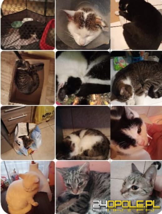 Dziś dzień kota. Czytelnicy pokazują swoich wąsatych pupilów