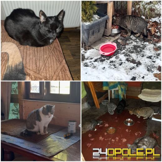 Dziś dzień kota. Czytelnicy pokazują swoich wąsatych pupilów