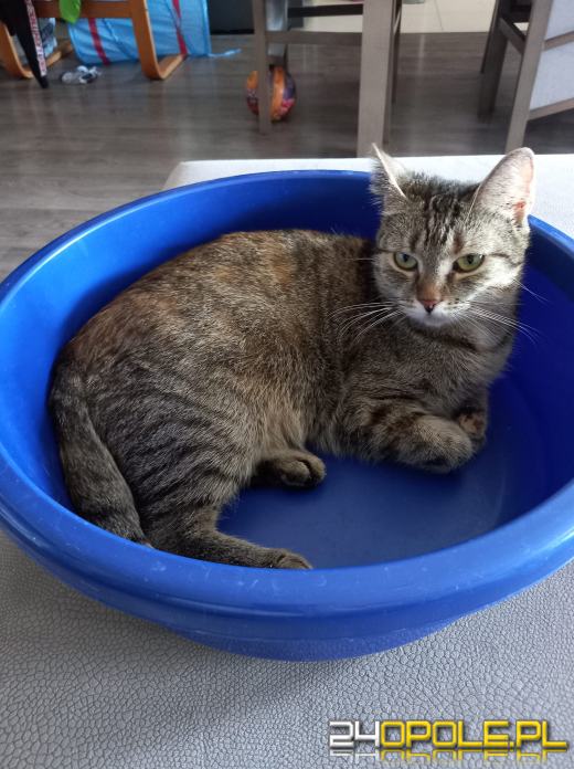 Dziś dzień kota. Czytelnicy pokazują swoich wąsatych pupilów