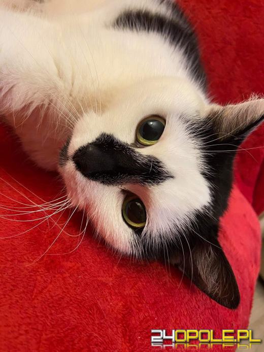 Dziś dzień kota. Czytelnicy pokazują swoich wąsatych pupilów