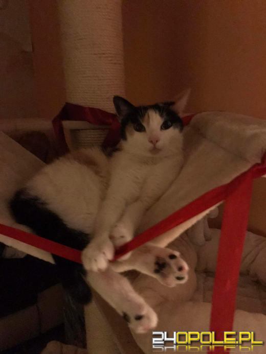 Dziś dzień kota. Czytelnicy pokazują swoich wąsatych pupilów